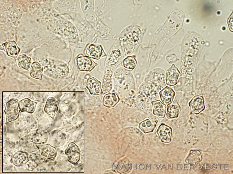 Entoloma occultatum - Entoloma occultatum